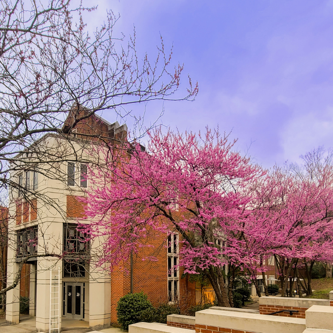 CEHHS’s Tennessee Reading Research Center Establishes New Online Presence